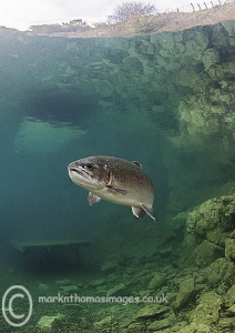 Trout by Mark Thomas 